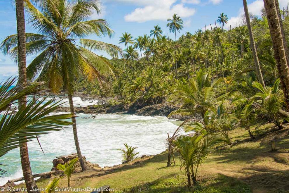 Imagem de vários coqueiros na costa da praia.